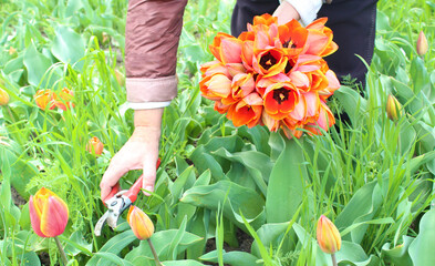 Close-up of hands of an elderly woman picking a bouquet of tulips in the garden in spring