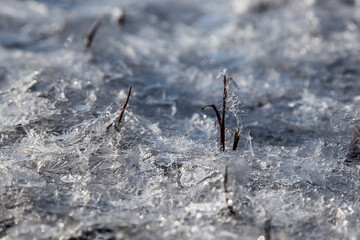 thin sprouts persistently make their way through the ice crust towards the spring sun