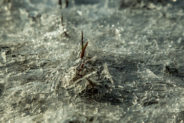 thin sprouts persistently make their way through the ice crust towards the spring sun