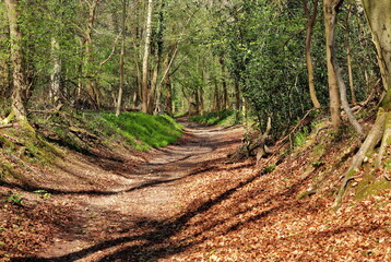 Track though English Woodland