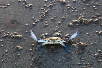 crab on sand