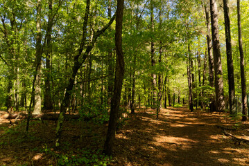 path in the woods