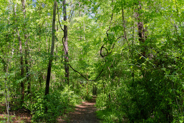 tree vines in the forest