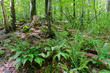 green ferns in the forest