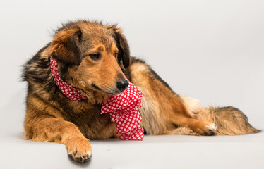 disabled dog lies in the studio