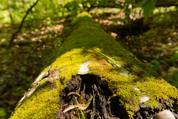 green moss on the tree log