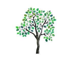 green maple tree vector image