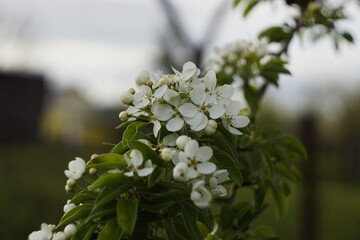 flowering tree in spring. pear of unusual beauty