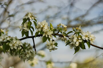 flowering tree in spring. pear of unusual beauty