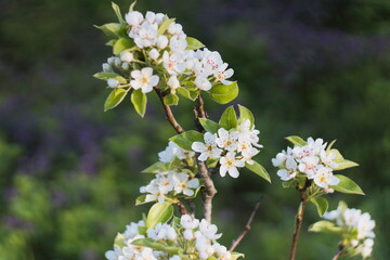 flowering tree in spring. pear of unusual beauty