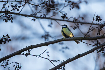Little colorful titmouse bird sitting in the branches of trees.