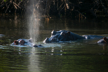Hippopotams enjoying and breathing on the surface in Zambezi River between zambia and Zimbabwe,...