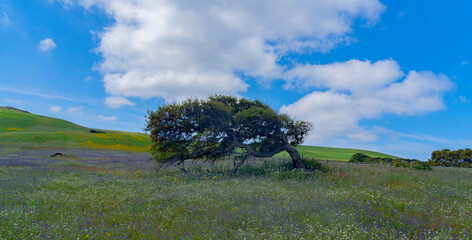 secular oak takes on a particular position thanks to the strong mistral wind that blows in the...