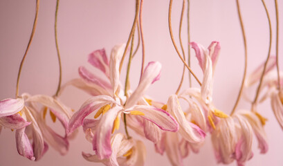 hängende Tulpen weiß/rosa/pink verwelkt, rosa Touch, close up