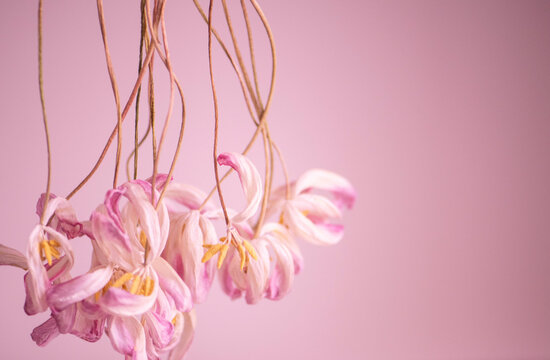 hängende Tulpen weiß/rosa/pink verwelkt, rosa Touch, close up