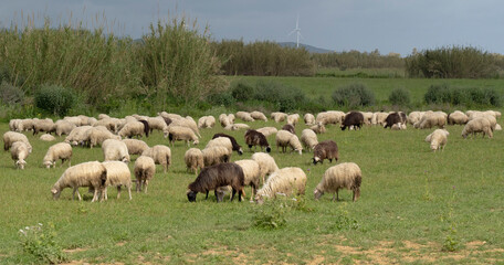 Obraz premium Sardinian sheep grazing in the green meadows of the Campidano plain 