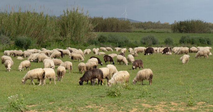 Sardinian sheep grazing in the green meadows of the Campidano plain
