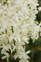 洋蘭、デンドロビウム、月のしずく