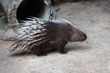 Close up the malayan porcupine animal