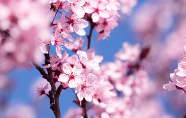 Japanese sakura flowers close-up. Pink flowers on a tree. Spring flowers, beautiful nature blooming.  
