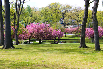 Trees in park near the river