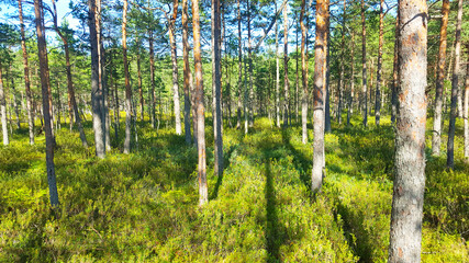 estonia swamp moor landscape nature trail national park