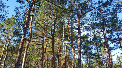 estonia swamp moor landscape nature trail national park