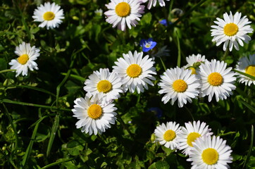 Lovely blossom daisy flowers background.