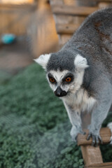 lemur © Екатерина Первовская