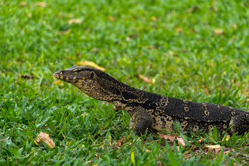 Asian Water Monitor in the Lumphini Park in Bangkok, Thailand. Varanus salvator.