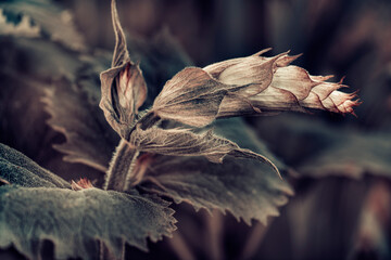 plant in the garden, the tip of the stem and foliage, abstract background.