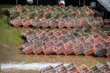 Oysters growing systems, keeping oysters in concrete oyster pits, where they are stored in crates in continuously refreshed water, fresh oysters ready for sale and consumption