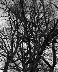 Silhouette leafless branches tree on the background sky. Winter day. Black and white photography