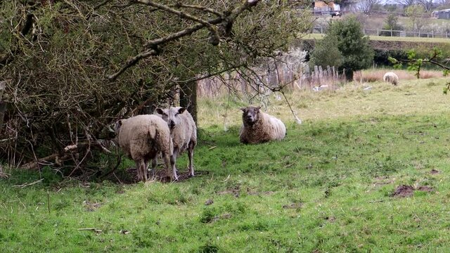 3 Sheep In A Small Field