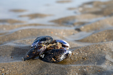 Group of live mussels clams lies on sand at low tide in North sea