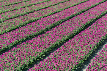 Tulips bulbs production in Netherlands, colorful spring fields with blossoming tulip flowers