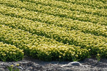 Tulips bulbs production in Netherlands, colorful spring fields with blossoming tulip flowers