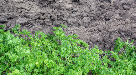 Combined natural vegetable texture. Bright greens of fresh parsley on dark brown loose soil. Vegetarian and healthy food rich in vitamins. Free space for an inscription.