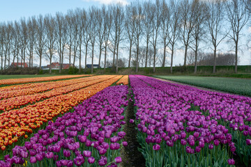 Fototapeta na wymiar Tulips bulbs production in Netherlands, colorful spring fields with blossoming tulip flowers