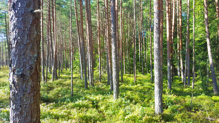Obraz premium estonia swamp moor landscape nature trail national park