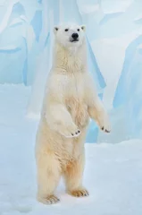 Zelfklevend Fotobehang polar bear in the snow © elizalebedewa