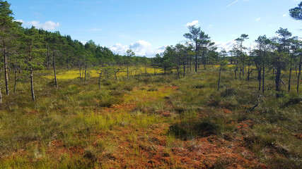 estonia swamp moor landscape nature trail national park