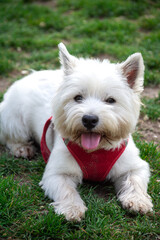 Top view of white terrier dog, lying on the grass in a park, vertical