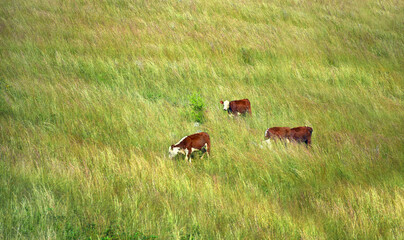 Grazing on Lush Grass on Hillside