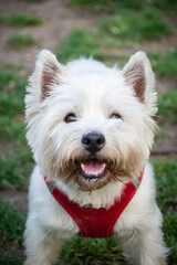 Close-up of white terrier dog with open mouth, standing on the grass in a park, vertical