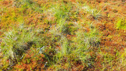 estonia swamp moor landscape nature trail national park
