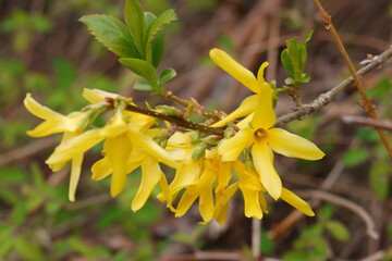 Forsythien, Blüte, Frühling