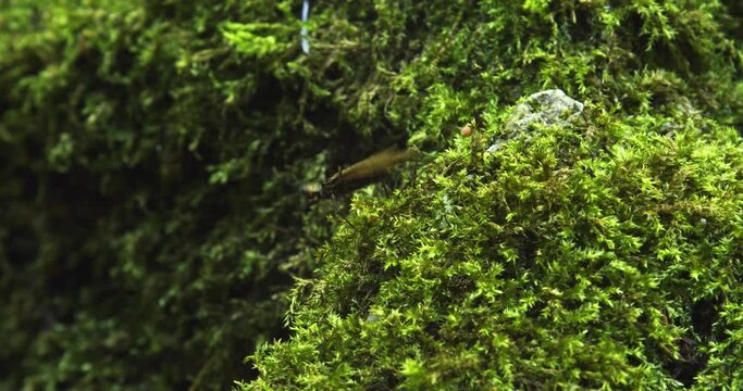 The adult caddisfly, (order Trichoptera) on the moss