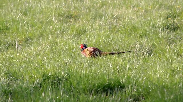 The common pheasant, Phasianus colchicus walking in green grass. Wildlife bird in nature