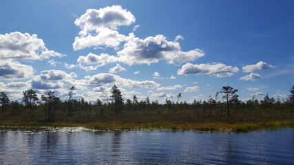 Obraz na płótnie Canvas estonia swamp moor landscape nature trail national park